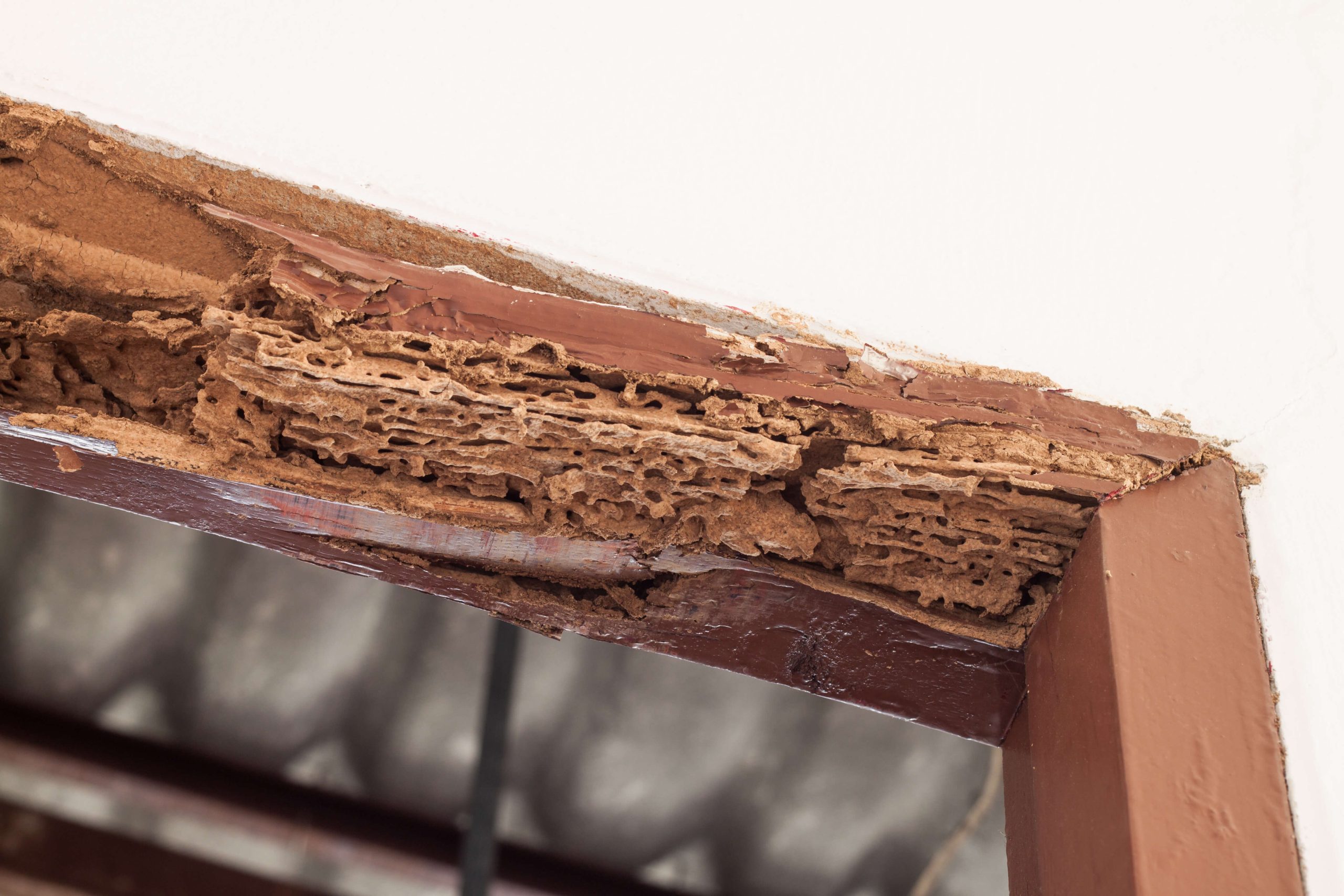 Wood Damage Inspection